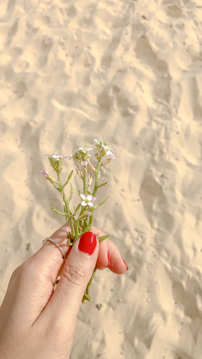 יד מחזיקה פרחים בים ציפורניים אדומות